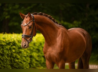 Belgisch Warmbloed, Ruin, 3 Jaar, 168 cm, Donkere-vos
