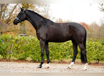 Belgisch Warmbloed, Ruin, 3 Jaar, 168 cm, Zwart