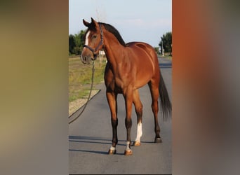 Belgisches Warmblut, Wallach, 3 Jahre, 170 cm, Brauner