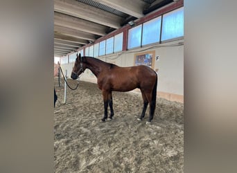 Belgisch Warmbloed, Ruin, 3 Jaar, 170 cm, Bruin