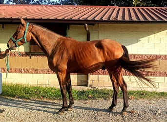 Belgisch Warmbloed, Ruin, 3 Jaar, 170 cm, Bruin