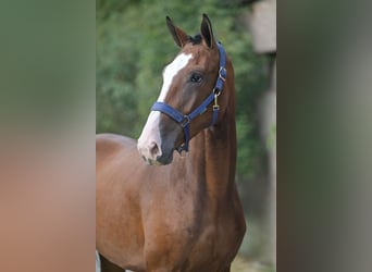 Belgisch Warmbloed, Ruin, 3 Jaar, 172 cm, Roodbruin