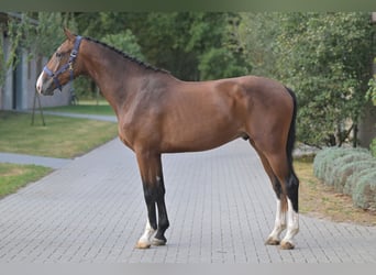 Belgisch Warmbloed, Ruin, 3 Jaar, 172 cm, Roodbruin