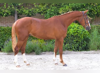 Belgisch Warmbloed, Ruin, 3 Jaar, Vos