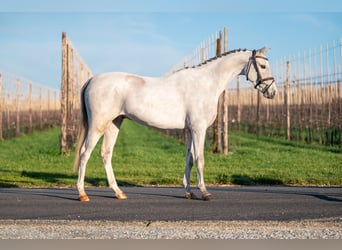 Belgisch Warmbloed, Ruin, 4 Jaar, 135 cm, Schimmel
