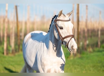 Belgisch Warmbloed, Ruin, 4 Jaar, 135 cm, Schimmel
