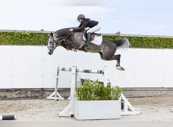 Belgisch Warmbloed, Ruin, 4 Jaar, 159 cm, Schimmel