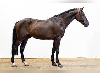 Belgisch Warmbloed, Ruin, 4 Jaar, 160 cm, Donkerbruin