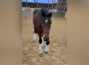 Belgisch Warmbloed, Ruin, 4 Jaar, 162 cm, Bruin