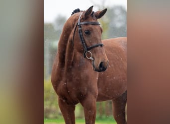 Belgisches Warmblut, Wallach, 4 Jahre, 162 cm, Brauner