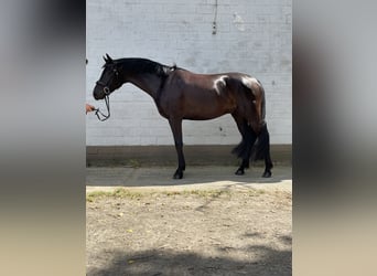 Belgisch Warmbloed, Ruin, 4 Jaar, 162 cm, Zwart