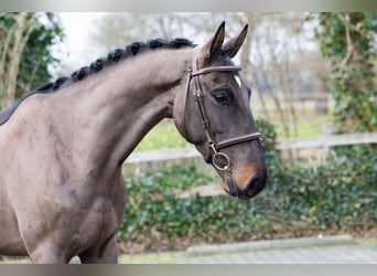 Belgisch Warmbloed, Ruin, 4 Jaar, 163 cm
