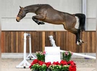 Belgisch Warmbloed, Ruin, 4 Jaar, 164 cm, Roodbruin