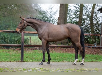 Belgisch Warmbloed, Ruin, 4 Jaar, 164 cm