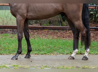 Belgisch Warmbloed, Ruin, 4 Jaar, 164 cm