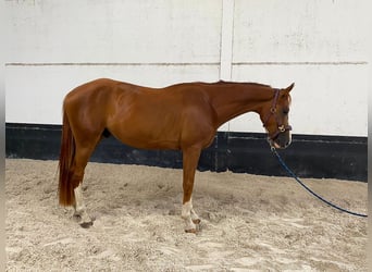 Belgisch Warmbloed, Ruin, 4 Jaar, 164 cm, Vos