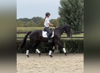 Belgisch Warmbloed, Ruin, 4 Jaar, 164 cm, Zwart