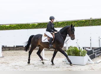 Belgisch Warmbloed, Ruin, 4 Jaar, 165 cm, Donkerbruin