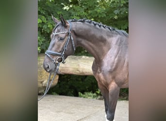 Belgisch Warmbloed, Ruin, 4 Jaar, 165 cm