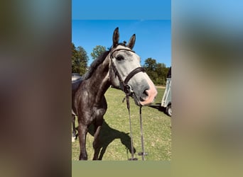 Belgisch Warmbloed, Ruin, 4 Jaar, 165 cm, Schimmel