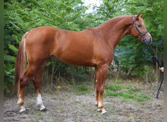 Belgisch Warmbloed, Ruin, 4 Jaar, 165 cm, Vos