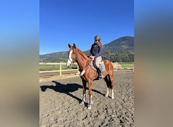 Belgisch Warmbloed, Ruin, 4 Jaar, 165 cm, Vos