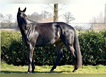 Belgisch Warmbloed, Ruin, 4 Jaar, 165 cm, Zwart