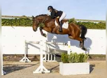 Belgisches Warmblut, Wallach, 4 Jahre, 167 cm, Brauner