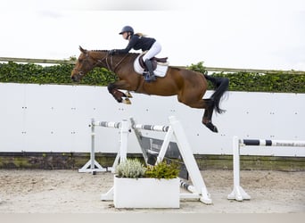 Belgisch Warmbloed, Ruin, 4 Jaar, 167 cm, Donkerbruin
