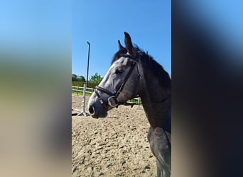 Belgisch Warmbloed, Ruin, 4 Jaar, 167 cm, Schimmel