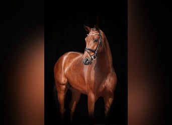 Belgisch Warmbloed, Ruin, 4 Jaar, 168 cm, Bruin