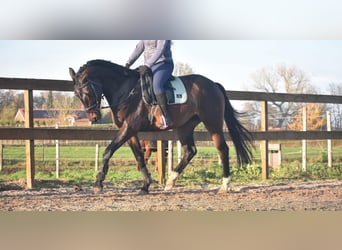 Belgisch Warmbloed, Ruin, 4 Jaar, 168 cm, Donkerbruin