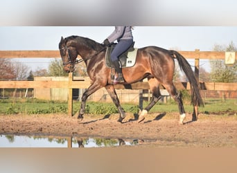 Belgisch Warmbloed, Ruin, 4 Jaar, 168 cm, Donkerbruin