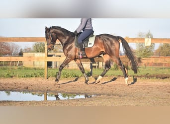 Belgisch Warmbloed, Ruin, 4 Jaar, 168 cm, Donkerbruin