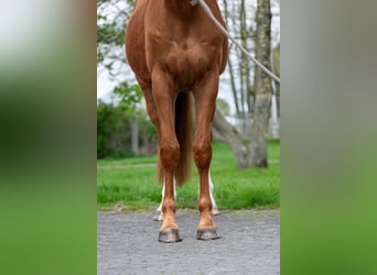 Belgisch Warmbloed, Ruin, 4 Jaar, 168 cm