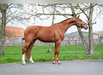 Belgisch Warmbloed, Ruin, 4 Jaar, 168 cm