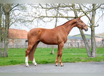 Belgisch Warmbloed, Ruin, 4 Jaar, 168 cm