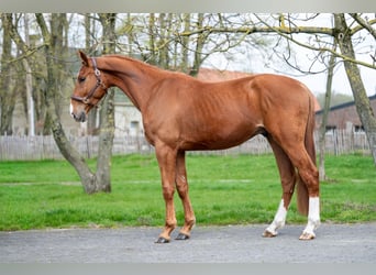 Belgisch Warmbloed, Ruin, 4 Jaar, 168 cm