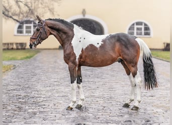 Belgisch Warmbloed, Ruin, 4 Jaar, 168 cm