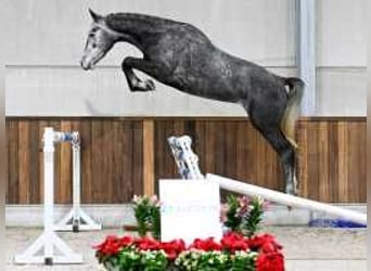 Belgisch Warmbloed, Ruin, 4 Jaar, 169 cm, Schimmel