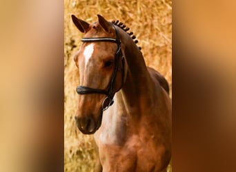 Belgisch Warmbloed, Ruin, 4 Jaar, 169 cm, Vos
