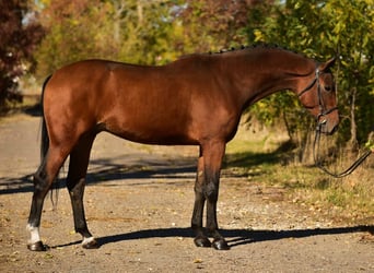 Belgisch Warmbloed, Ruin, 4 Jaar, 170 cm, Bruin