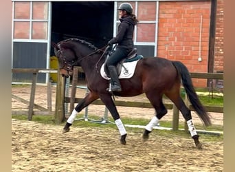 Belgisch Warmbloed, Ruin, 4 Jaar, 170 cm, Donkerbruin