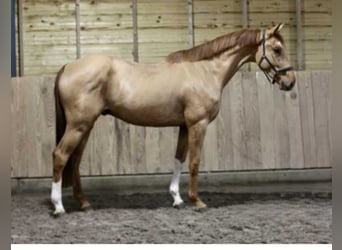 Belgisch Warmbloed, Ruin, 4 Jaar, 170 cm, Vos