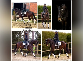 Belgisch Warmbloed, Ruin, 4 Jaar, 170 cm, Zwartbruin