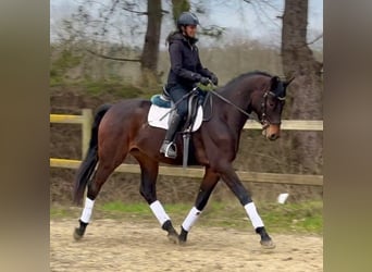 Belgisch Warmbloed, Ruin, 4 Jaar, 170 cm, Zwartbruin