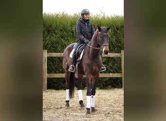 Belgisch Warmbloed, Ruin, 4 Jaar, 170 cm, Zwartbruin