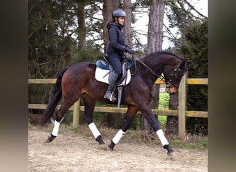 Belgisch Warmbloed, Ruin, 4 Jaar, 170 cm, Zwartbruin