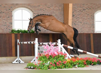 Belgisch Warmbloed, Ruin, 4 Jaar, 172 cm, Bruin