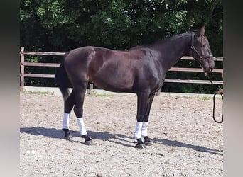 Belgisches Warmblut, Wallach, 4 Jahre, 172 cm, Dunkelbrauner